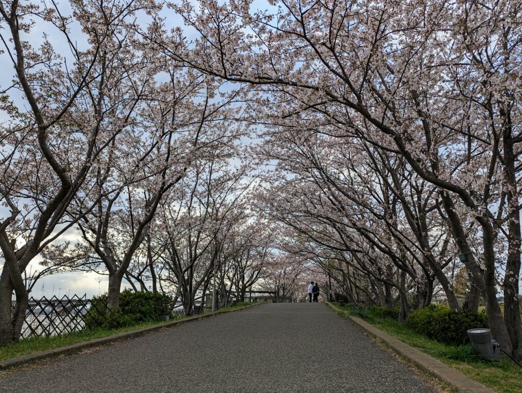 桜並木の様子