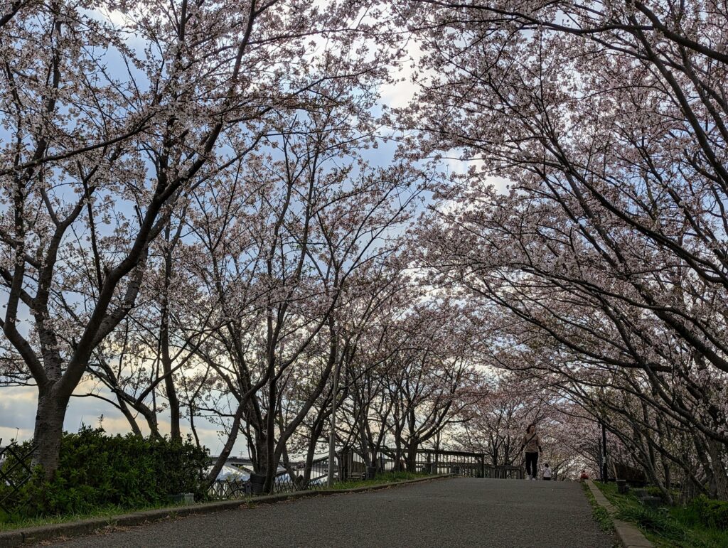 桜並木の様子